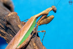 Acromantis hainana - Hainan boxer mantis Mantis Mayhem
