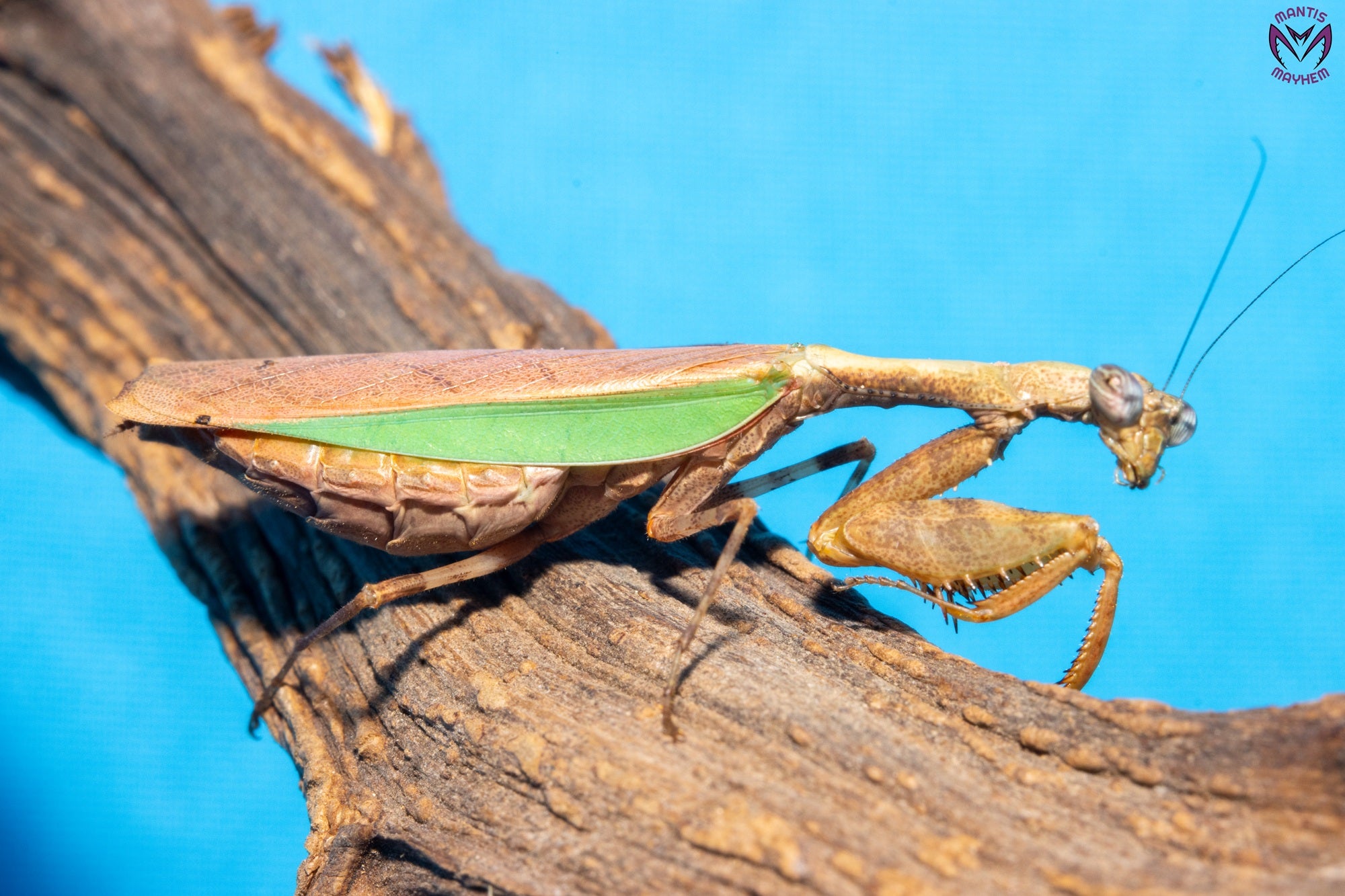 Acromantis hainana - Hainan boxer mantis