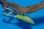 Hierodula sp Papua - Papuan giant mantis