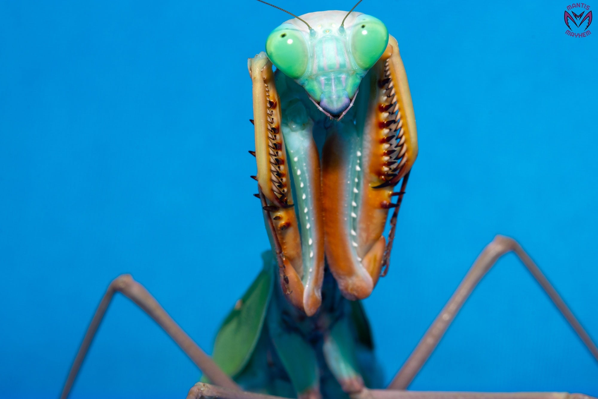 標本 Peru Mantodea sp. 44mm Iranian researcher discovers new
