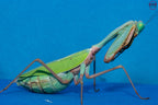 Hierodula sp Papua - Papuan giant mantis