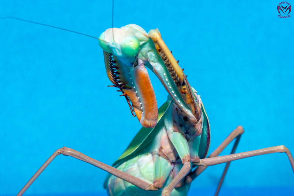 Hierodula sp Papua - Papuan giant mantis