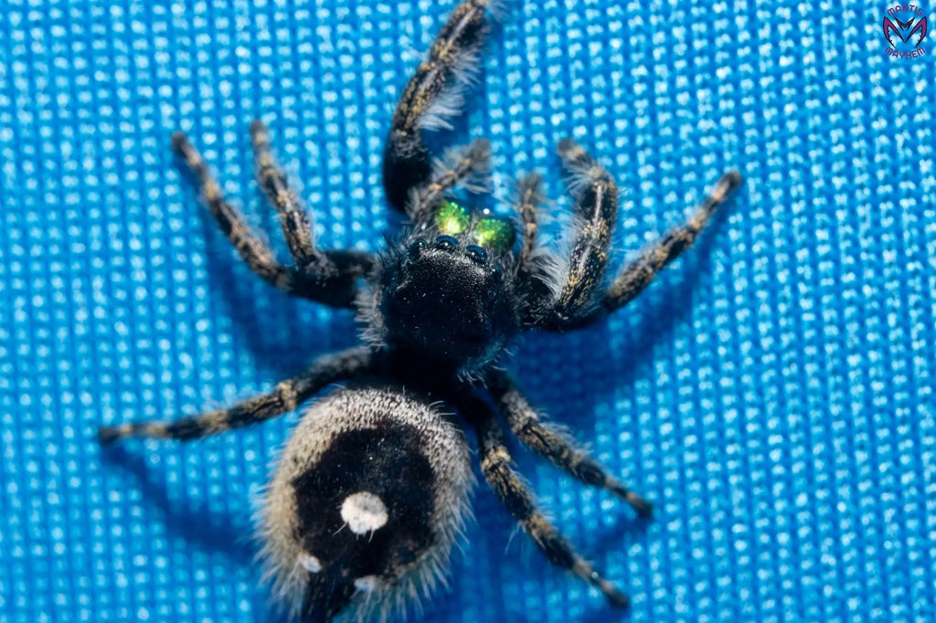 Phidippus audax - Bold jumping spider Mantis Mayhem