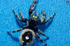 Phidippus audax - Bold jumping spider Mantis Mayhem