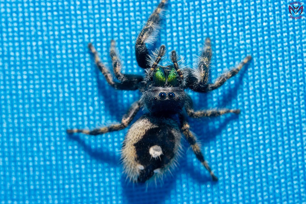 Phidippus audax - Bold jumping spider Mantis Mayhem