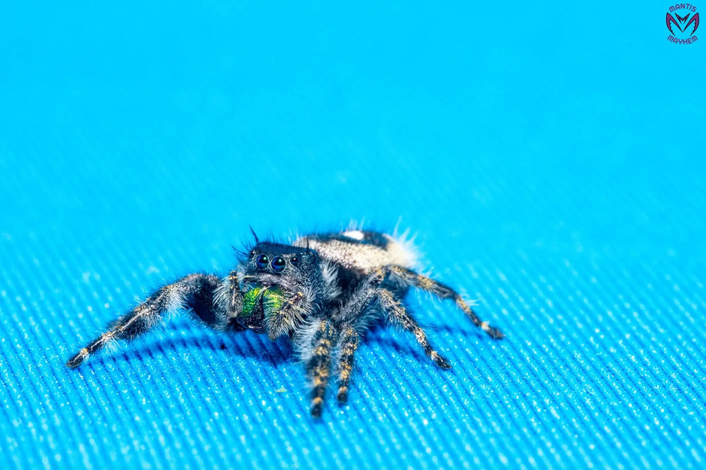 Phidippus audax - Bold jumping spider Mantis Mayhem