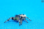 Phidippus audax - Bold jumping spider Mantis Mayhem