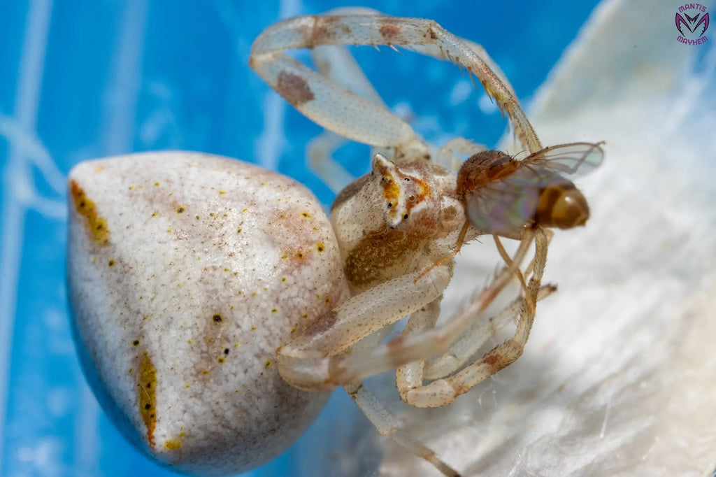 Thomisus onustus - flower crab spider Mantis Mayhem