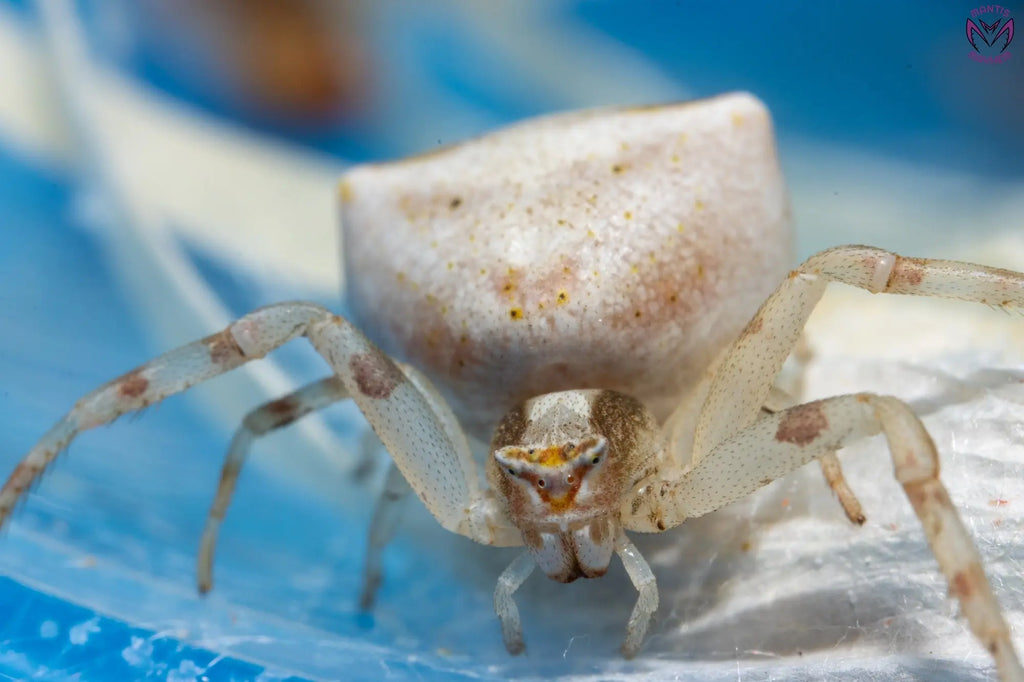 Thomisus onustus - flower crab spider Mantis Mayhem