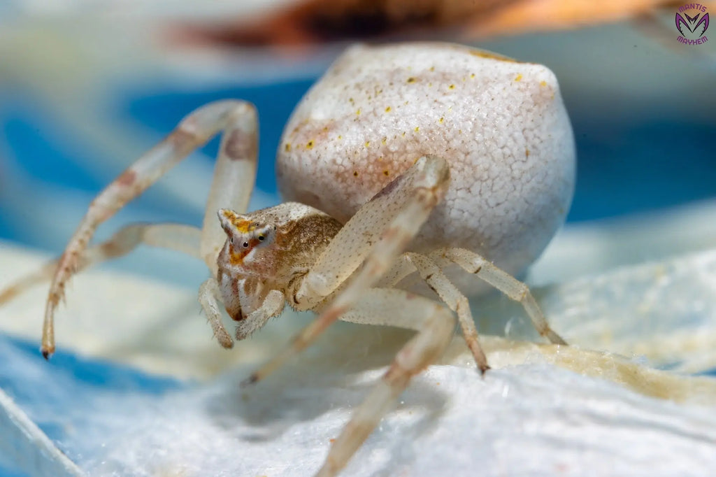 Thomisus onustus - flower crab spider Mantis Mayhem