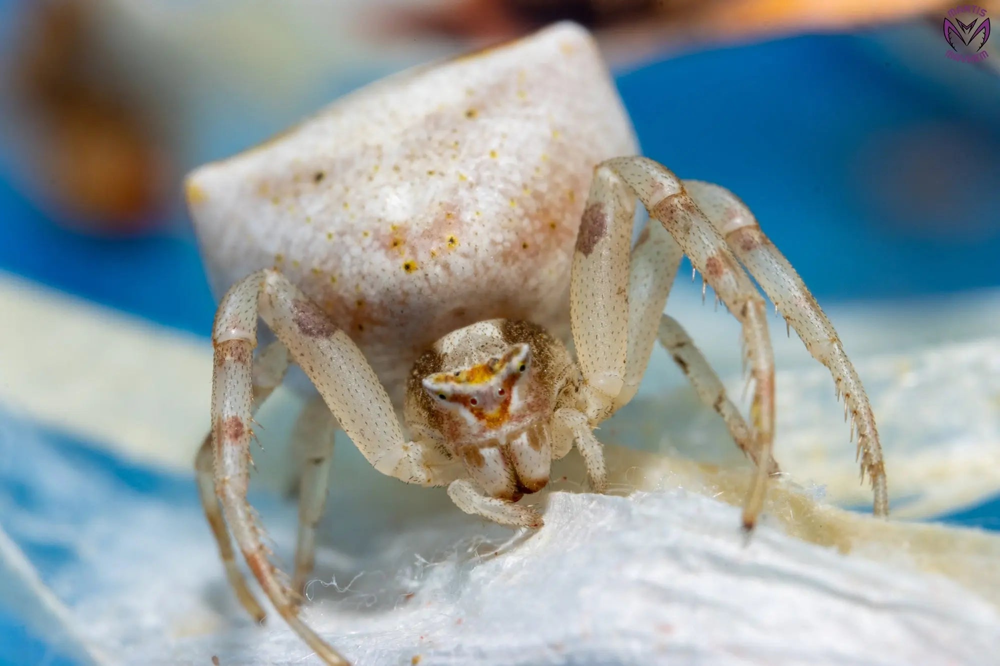 Thomisus onustus - flower crab spider Mantis Mayhem