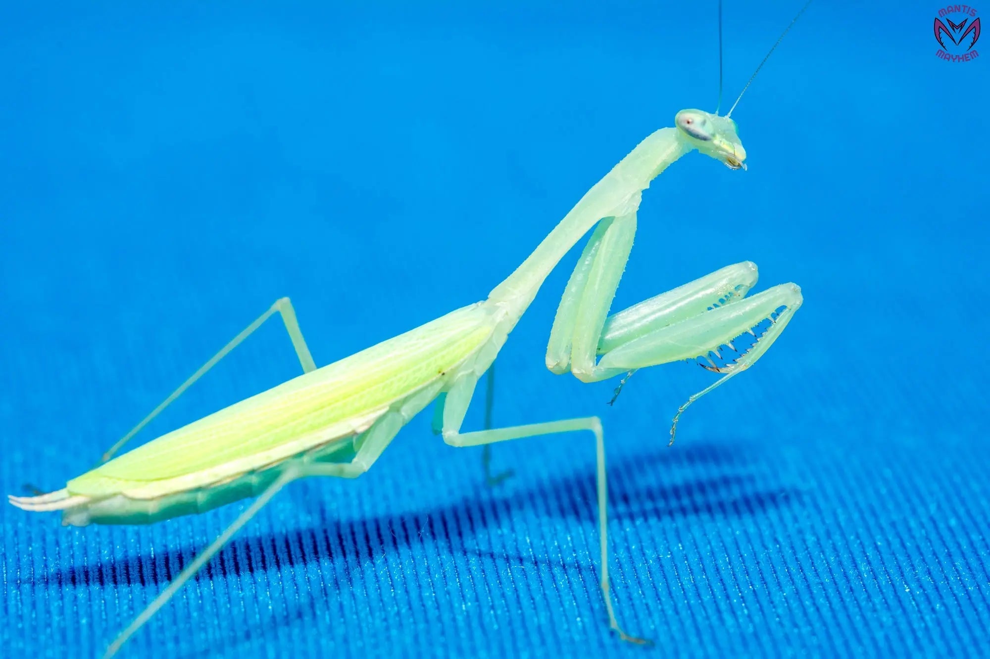 【aviso gold】PRAYING MANTIS 5'6 TINT Praying Mantis - Mantis Mayhem – Page 2