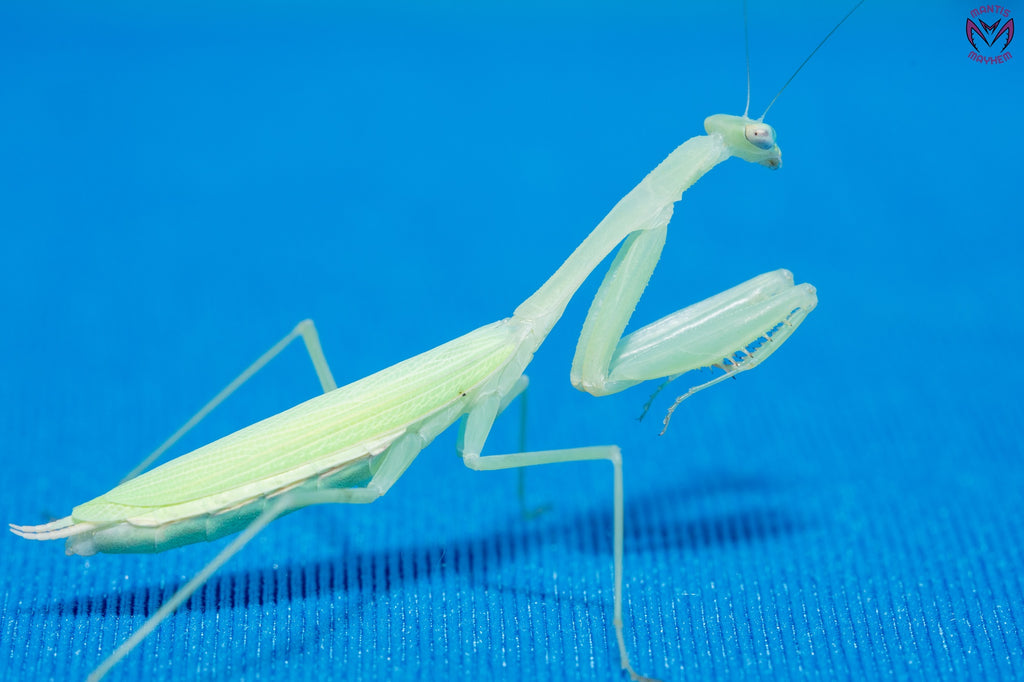 Miomantis paykullii - Egyptian dwarf mantis
