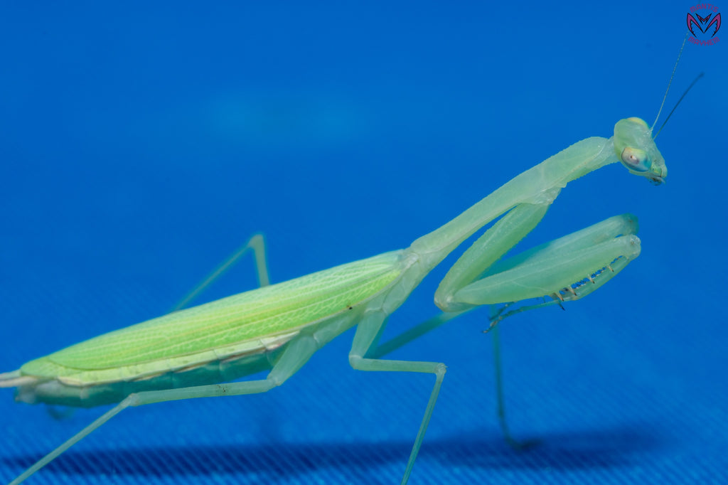 Miomantis paykullii - Egyptian dwarf mantis