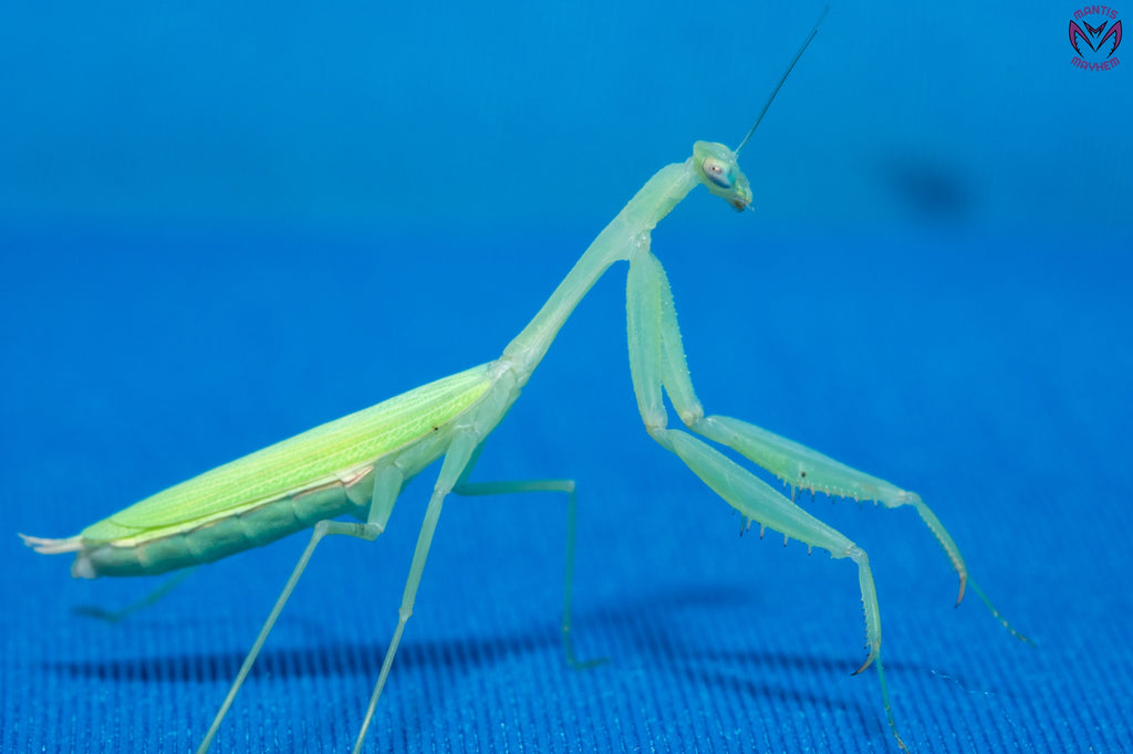 Miomantis paykullii - Egyptian dwarf mantis