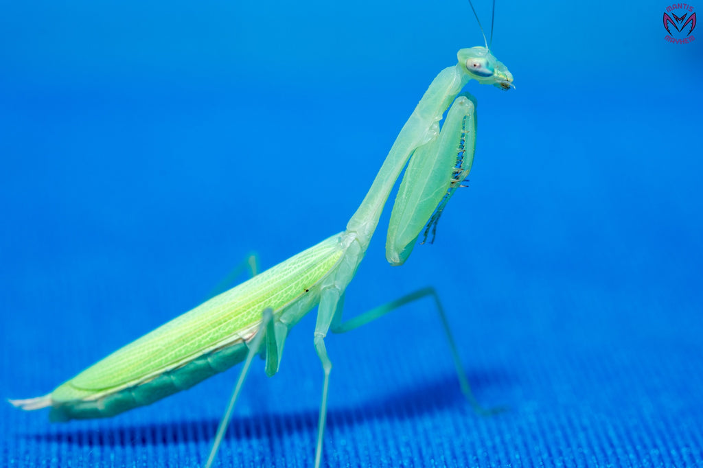 Miomantis paykullii - Egyptian dwarf mantis