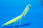 Miomantis paykullii - Egyptian dwarf mantis
