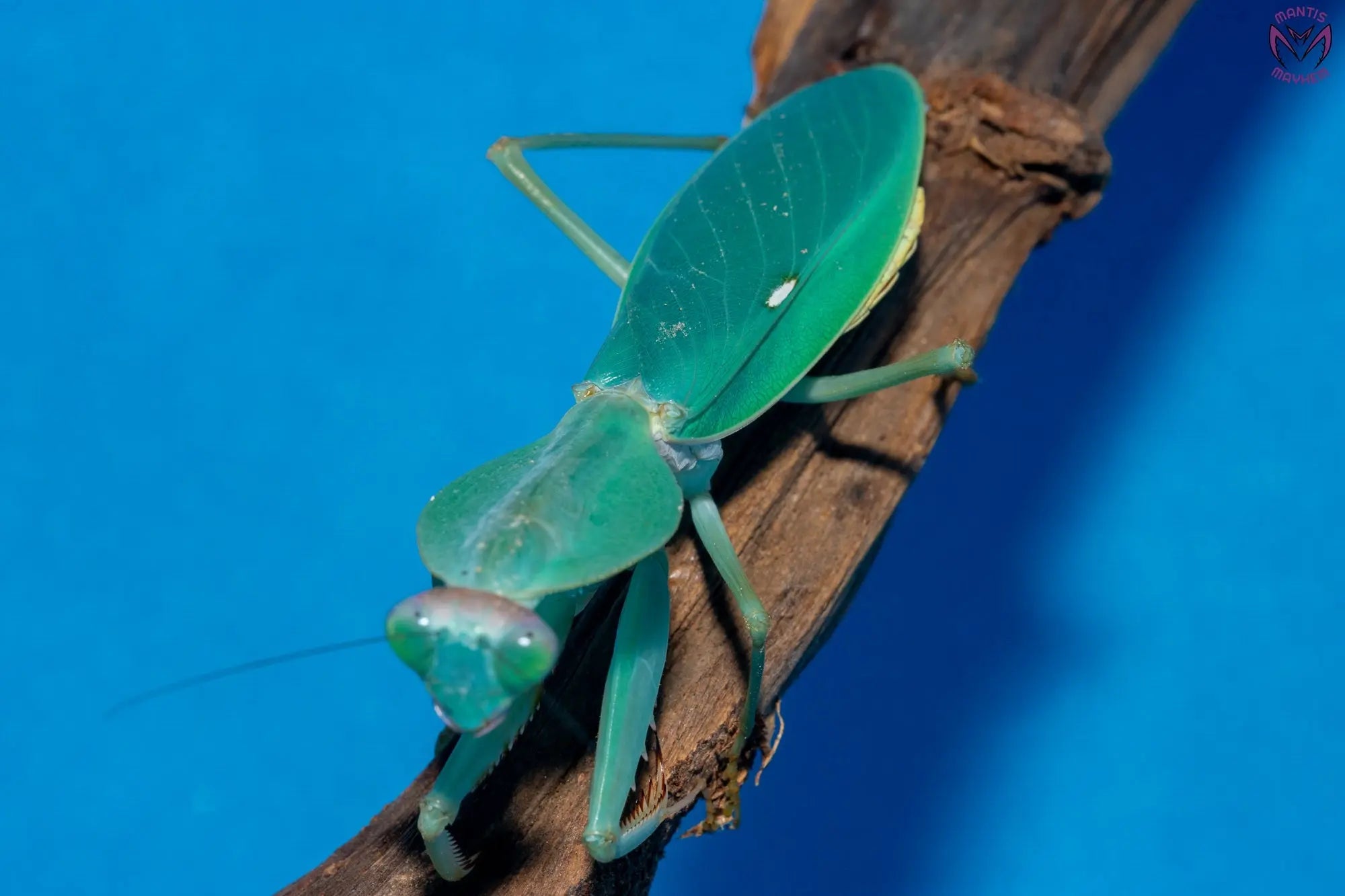 Praying Mantis - Mantis Mayhem – Page 2