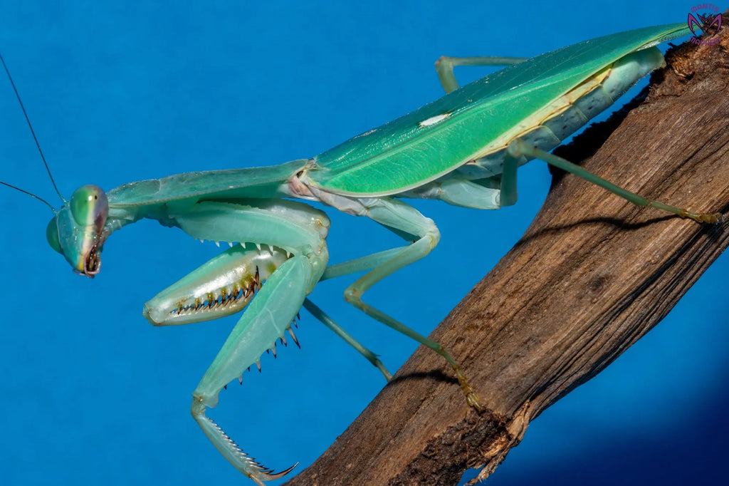 Rhombodera valida - Giant shield mantis Mantis Mayhem