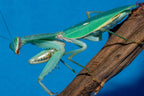 Rhombodera valida - Giant shield mantis Mantis Mayhem