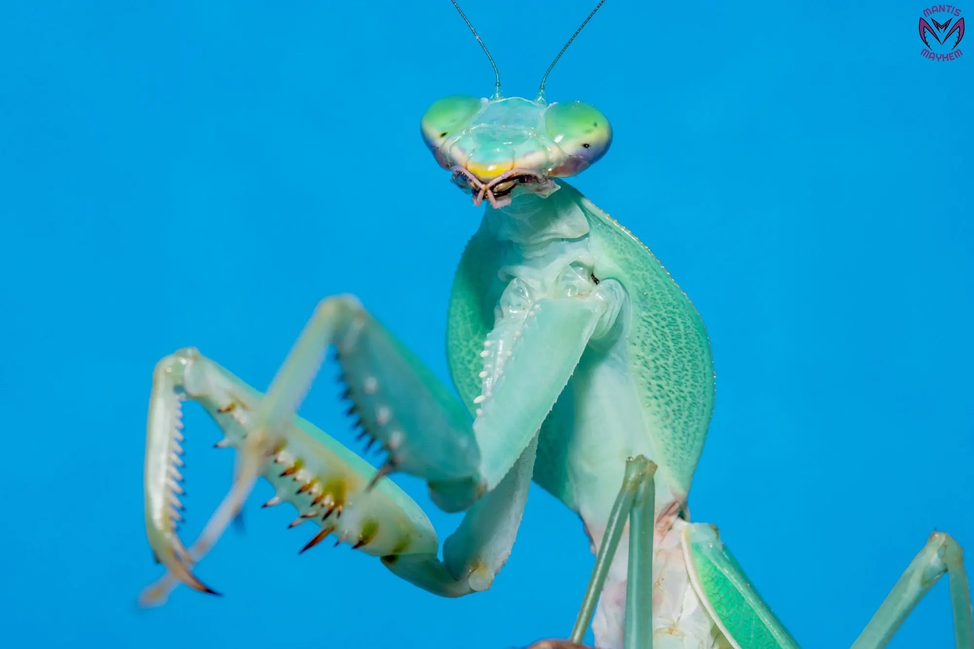 Rhombodera valida - Giant shield mantis Mantis Mayhem