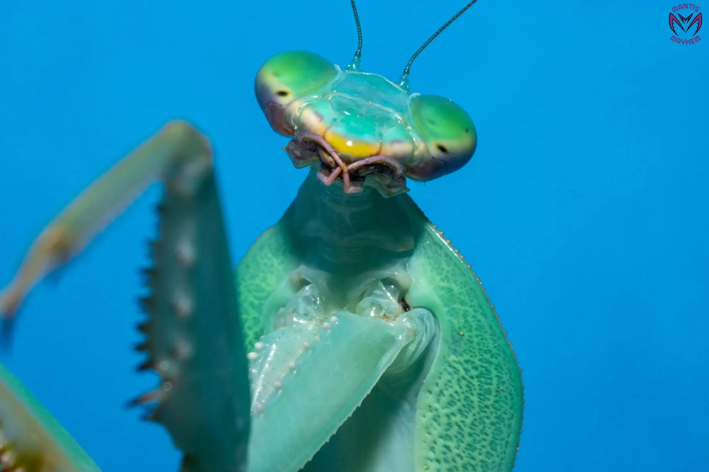 Rhombodera valida - Giant shield mantis Mantis Mayhem