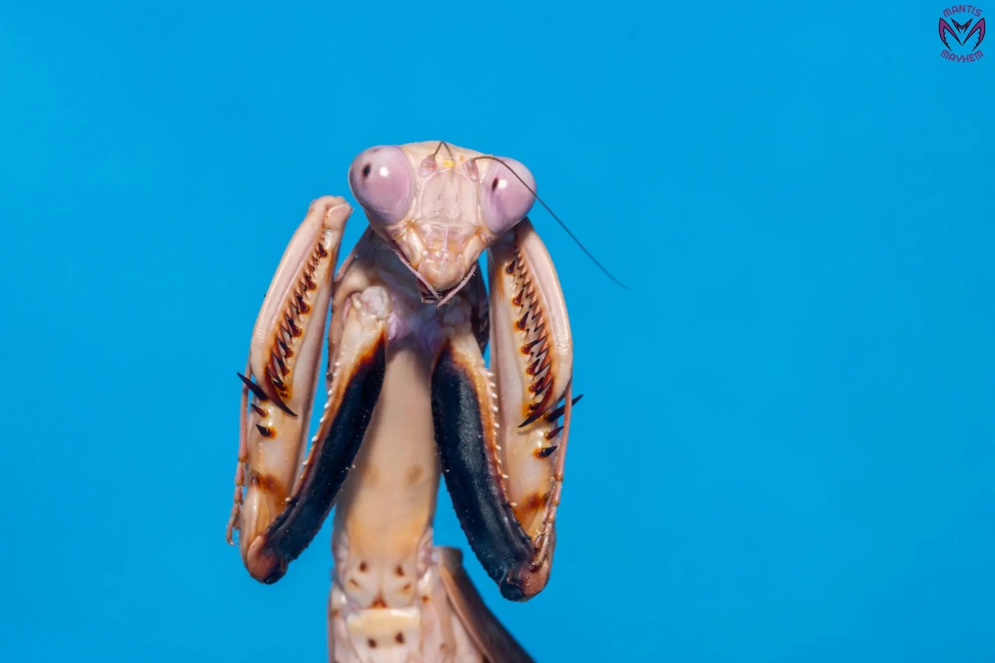 Tamolanica tamolana - New Guinea shield mantis Mantis Mayhem