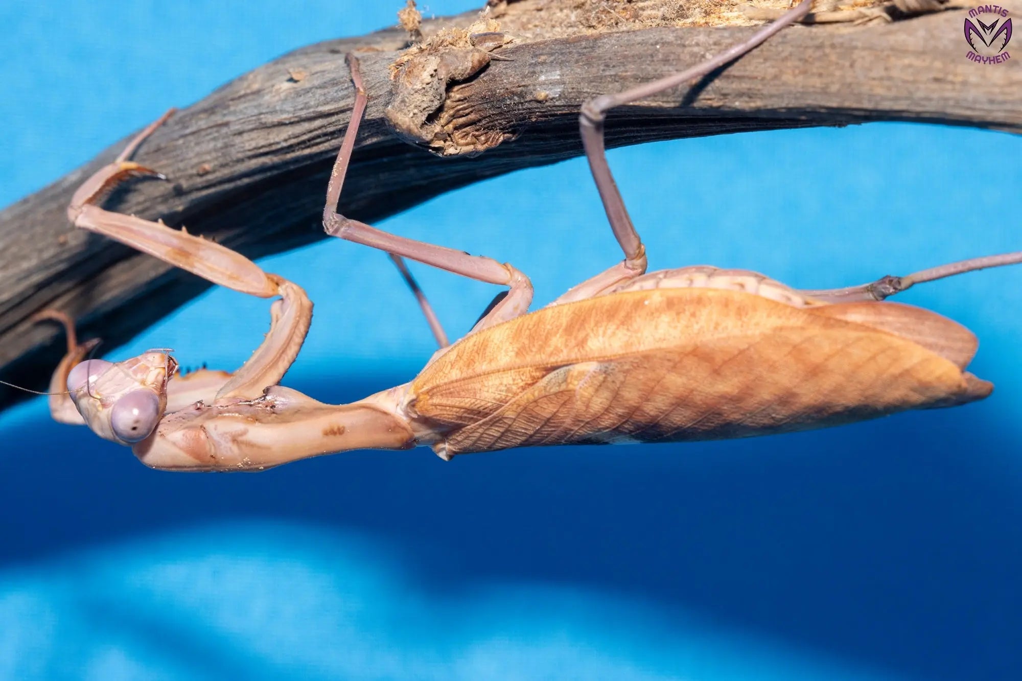 Tamolanica tamolana - New Guinea shield mantis Mantis Mayhem