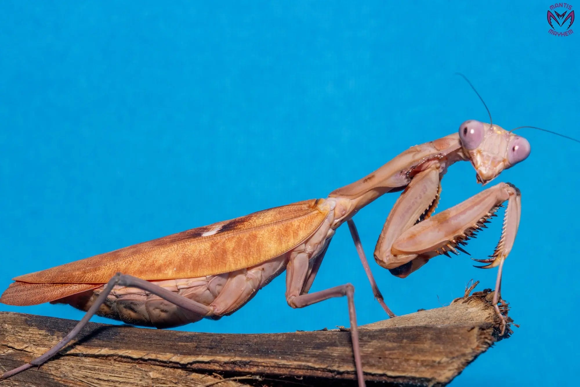 Tamolanica tamolana - New Guinea shield mantis Mantis Mayhem