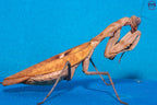 Tamolanica tamolana - New Guinea shield mantis Mantis Mayhem