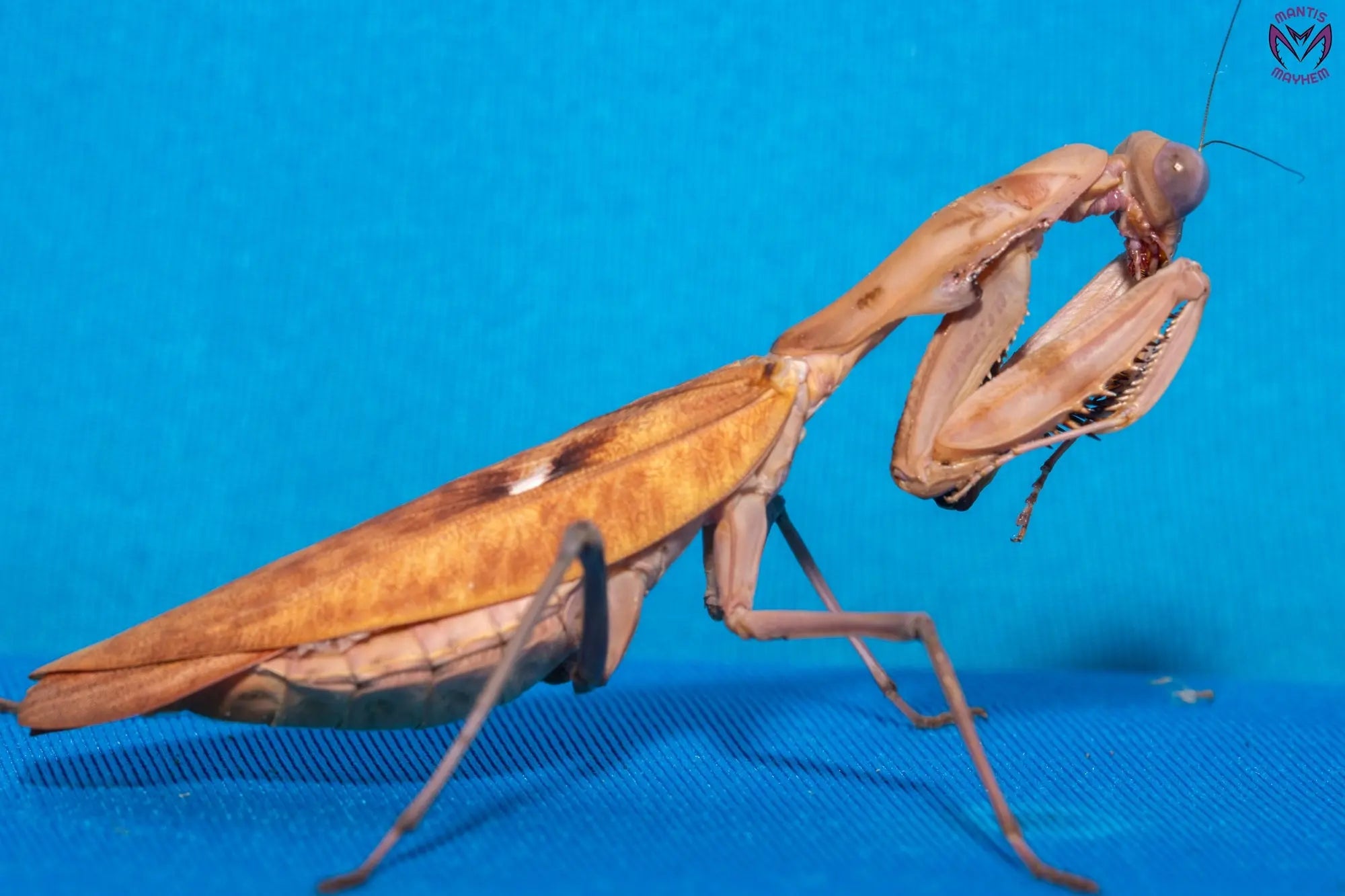 Tamolanica tamolana - New Guinea shield mantis Mantis Mayhem