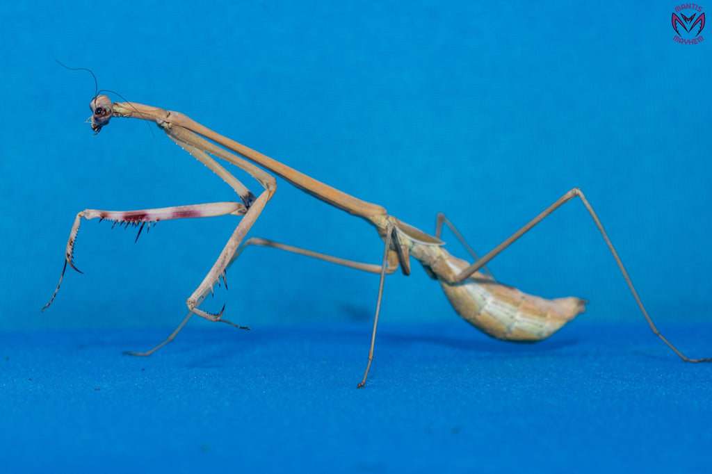 Euchomenella heteroptera - Giraffe mantis