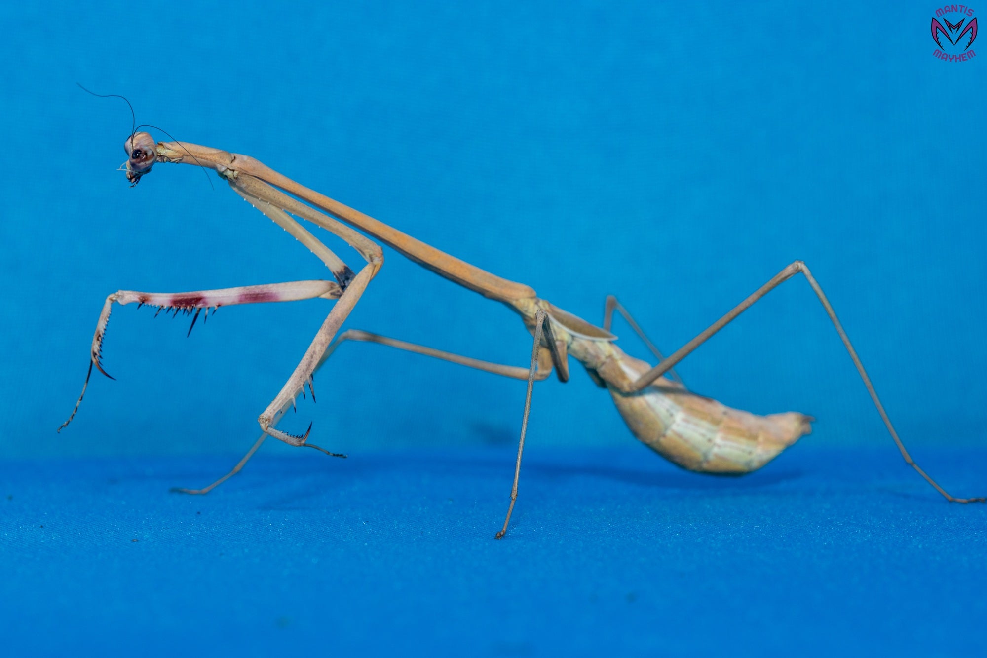 Euchomenella heteroptera - Giraffe mantis
