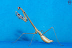 Euchomenella heteroptera - Giraffe mantis