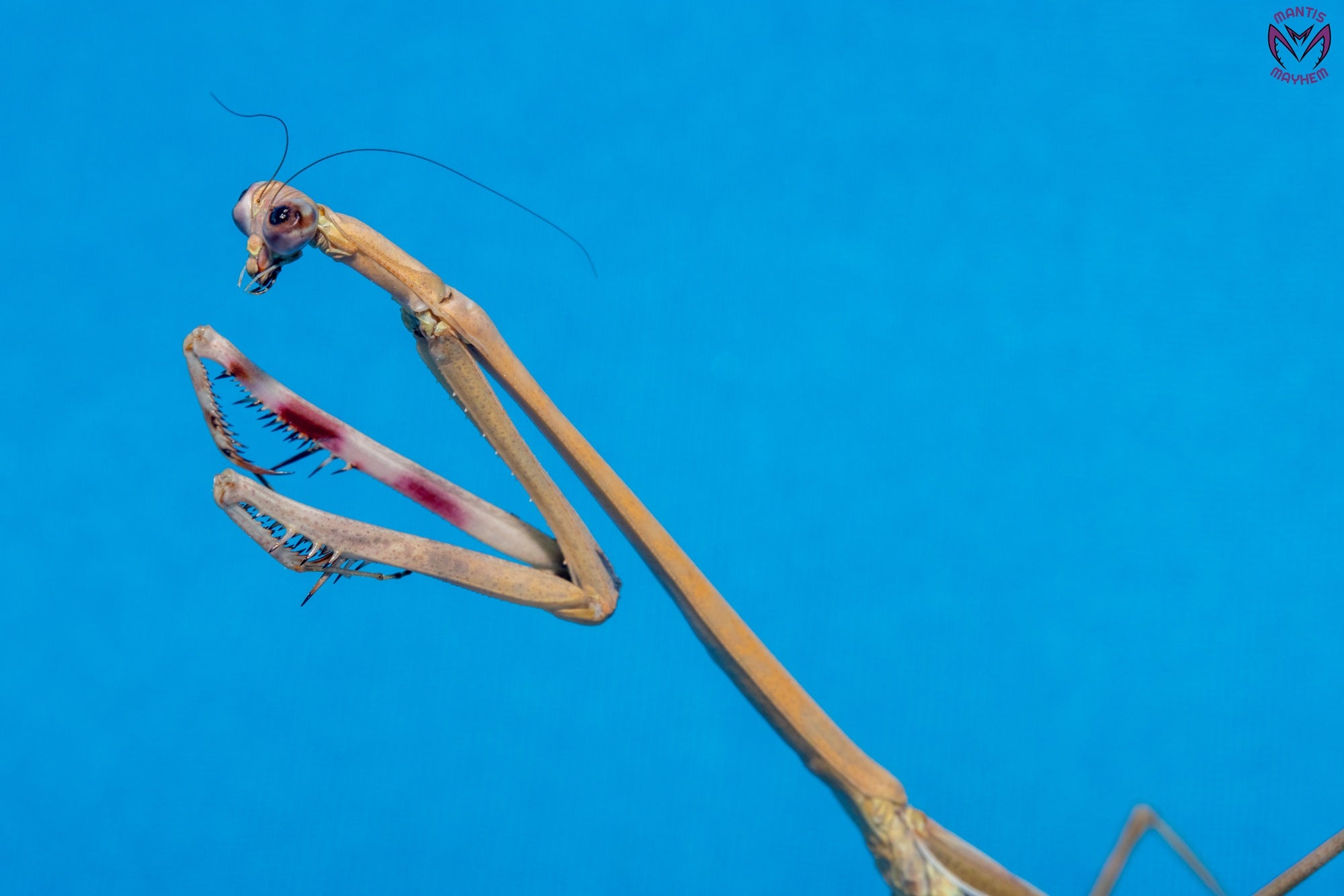 Euchomenella heteroptera - Giraffe mantis