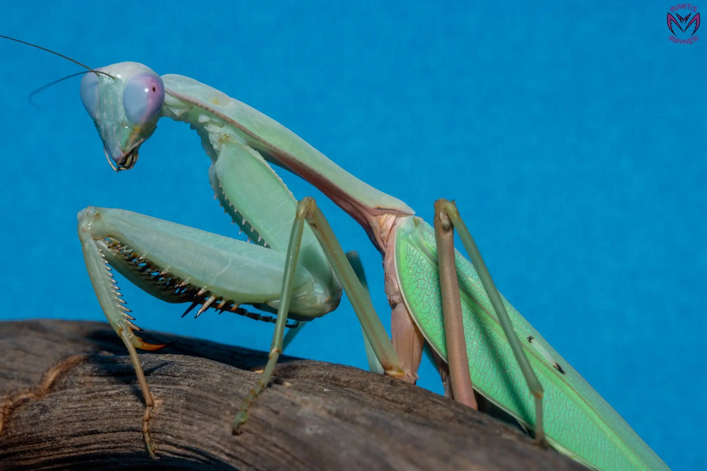 Rhombodera megaera - Giant Thai Shield Mantis Mantis Mayhem