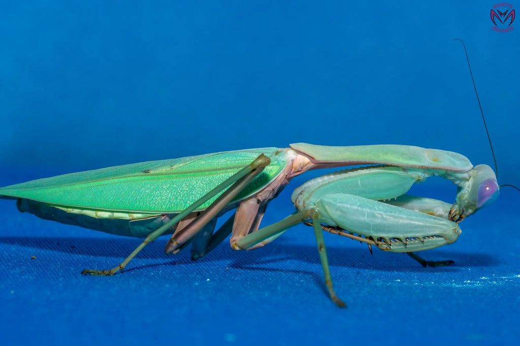 Rhombodera megaera - Giant Thai Shield Mantis Mantis Mayhem