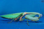 Rhombodera megaera - Giant Thai Shield Mantis Mantis Mayhem