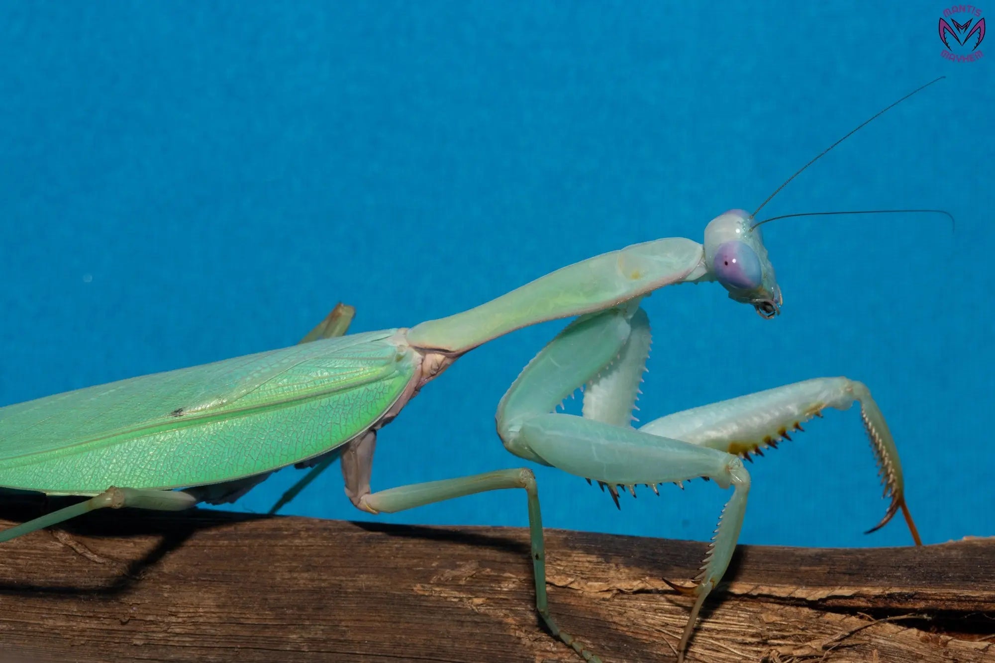 Rhombodera megaera - Giant Thai Shield Mantis Mantis Mayhem