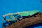 Rhombodera megaera - Giant Thai Shield Mantis Mantis Mayhem