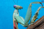 Rhombodera megaera - Giant Thai Shield Mantis Mantis Mayhem