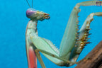 Rhombodera megaera - Giant Thai Shield Mantis Mantis Mayhem