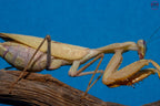 Sphodromantis lineola - African Lined Mantis Mantis Mayhem