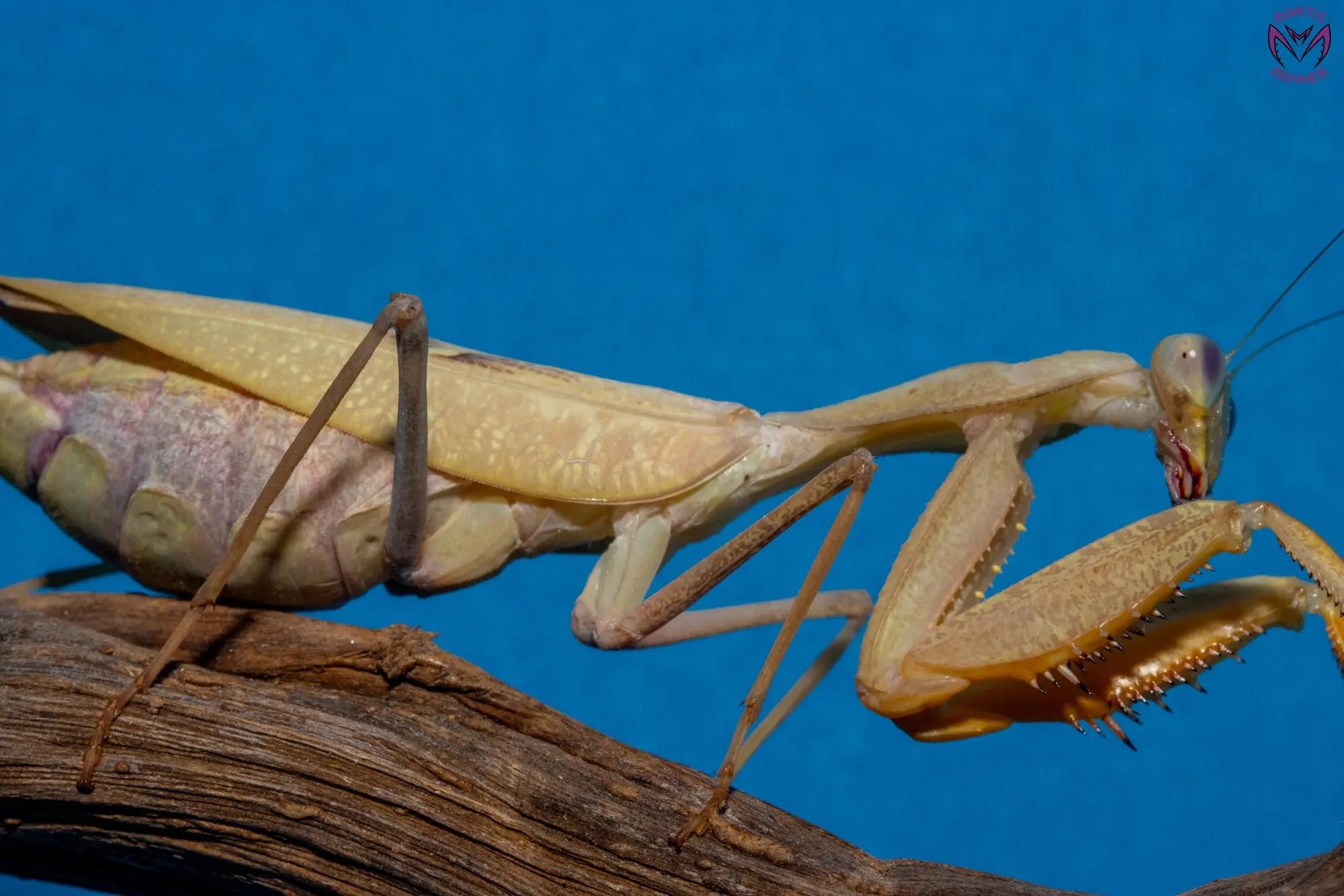 Sphodromantis lineola - African Lined Mantis Mantis Mayhem
