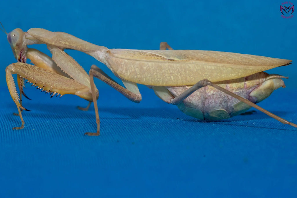Sphodromantis lineola - African Lined Mantis Mantis Mayhem
