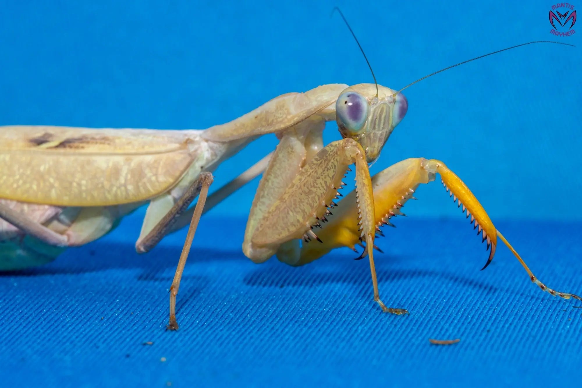 Sphodromantis lineola - African Lined Mantis Mantis Mayhem
