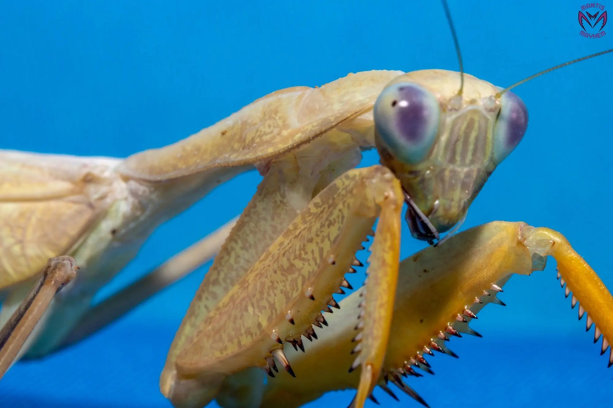 Sphodromantis lineola - African Lined Mantis Mantis Mayhem