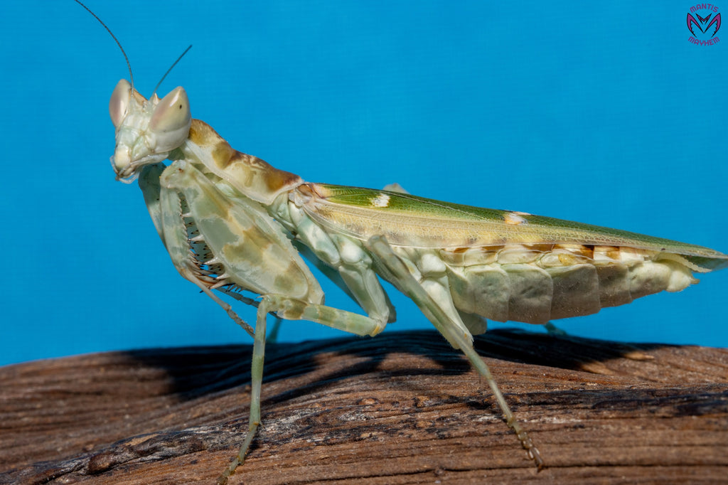 Creobroter sp Yunnan - Yunnan flower mantis
