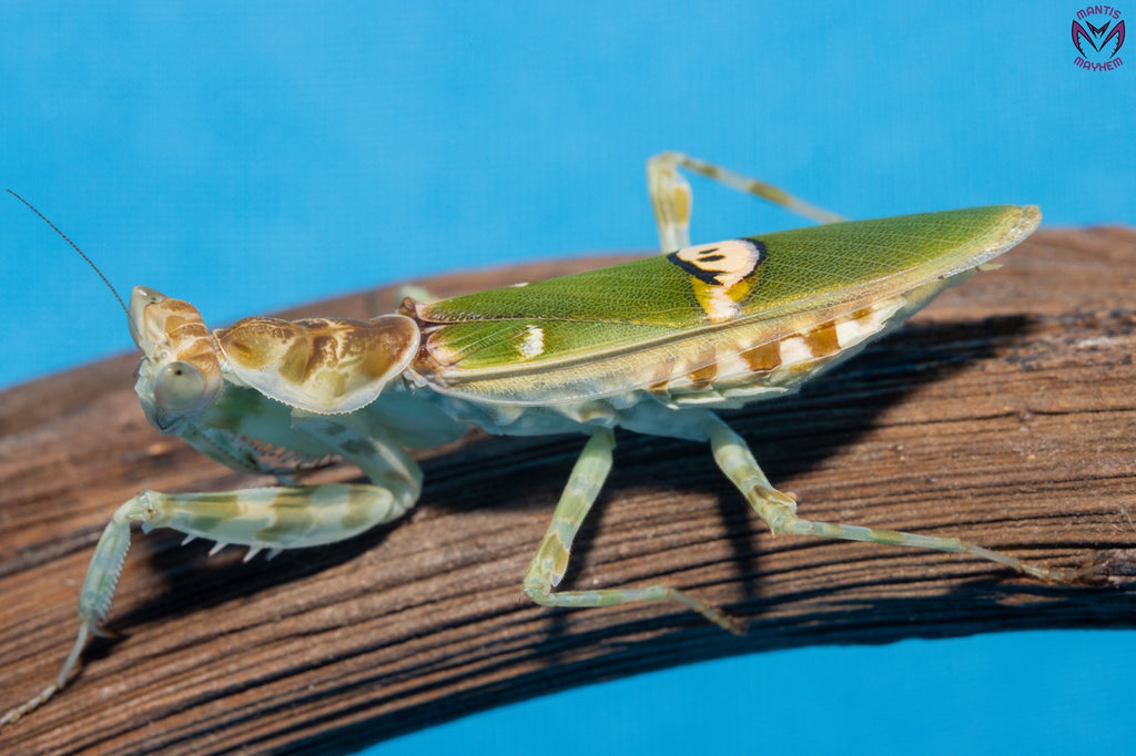 Creobroter sp Yunnan - Yunnan flower mantis