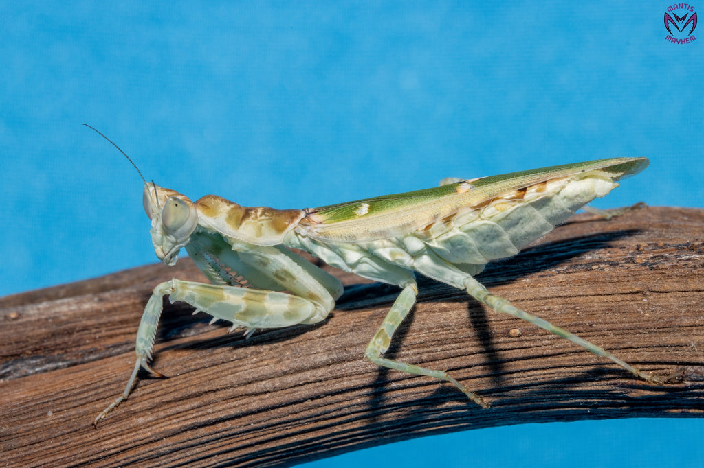 Creobroter sp Yunnan - Yunnan flower mantis
